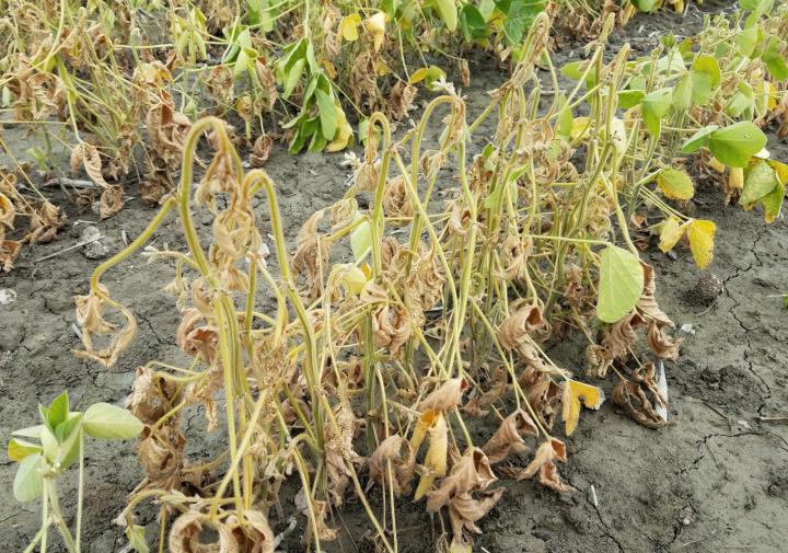 Fusarium Wilt